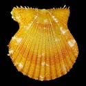 To Conchology (Aequipecten exasperatus ORANGE)