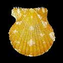 To Conchology (Aequipecten exasperatus ORANGE)