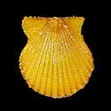 To Conchology (Aequipecten exasperatus ORANGE)