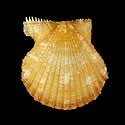 To Conchology (Aequipecten exasperatus BROWN)