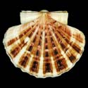 To Conchology (Pecten albicans)