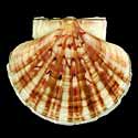 To Conchology (Pecten albicans)