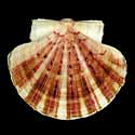 To Conchology (Pecten albicans)