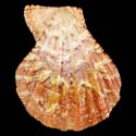 To Conchology (Manupecten pesfelis CANARY FORM)