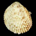 To Conchology (Dallocardia muricata)