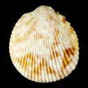 To Conchology (Acrosterigma variegatum)