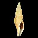 To Conchology (Manaria fusiformis)