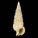 To Conchology (Cerithium torresi)