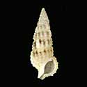 To Conchology (Cerithium torresi)