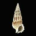 To Conchology (Cerithium torresi)