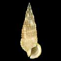 To Conchology (Cerithium traillii)