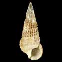 To Conchology (Cerithium traillii)