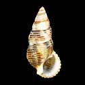 To Conchology (Liocerithium judithae)