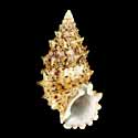 To Conchology (Cerithium echinatum)