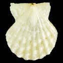 To Conchology (Antillipecten antillarum)