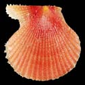 To Conchology (Aequipecten muscosus RED)