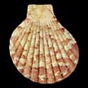 To Conchology (Anguipecten picturatus GIANT)