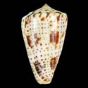 To Conchology (Phasmoconus erythraeensis)