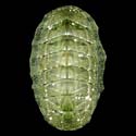 To Conchology (Chiton virgulatus)