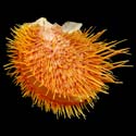 To Conchology (Spondylus gloriosus ORANGE)