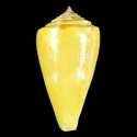 To Conchology (Kioconus sazanka YELLOW)