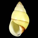 To Conchology (Amphidromus flavus)