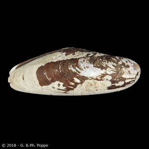 MYTILIDAE | Shells Group By Species | Conchology