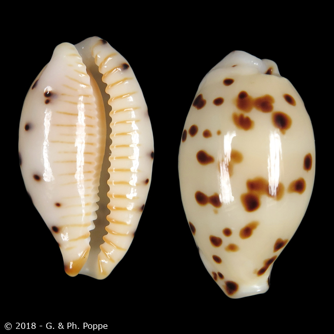 Ransoniella punctata punctata