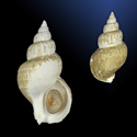 To Conchology (Buccinum acutispiratum)