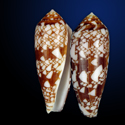 To Conchology (Darioconus auricomus DARK)