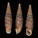 To Conchology (Macrogastra densestriata gredleri)