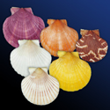 To Conchology (Aequipecten opercularis SET)