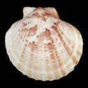 To Conchology (Aequipecten opercularis)