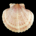 To Conchology (Aequipecten opercularis)