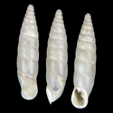 To Conchology (Charpentieria ornata ALBINO)