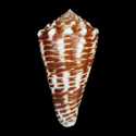 To Conchology (Asprella sulcocastanea SPECIAL COLOR)