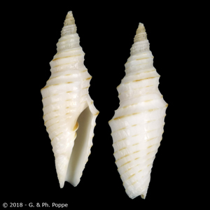 Subcancilla hindsii