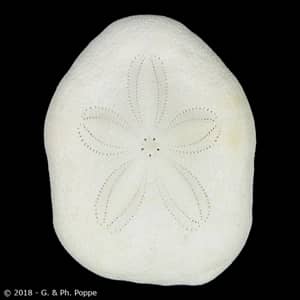 Sand Dollar Sea Shell Laganidae Sand Dollar Natural Marine Echinoderm  Skeleton