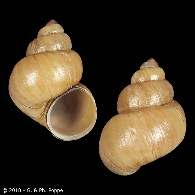 Bellamya rubicunda