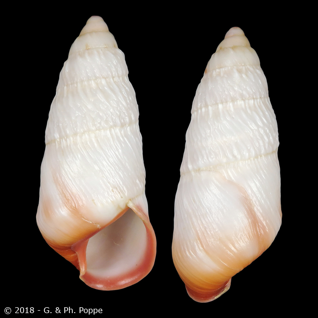 Pseudachatina downesii