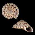 To Conchology (Architectonica purpurata)