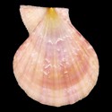 To Conchology (Semipallium dianae PINK)