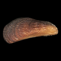 To Conchology (Brachidontes adamsianus)