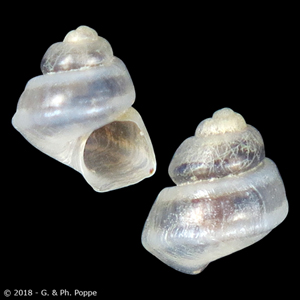 Ohridohoratia carinata