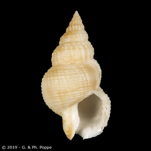 Nassarius howardae