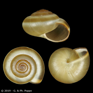 Monacha parumcincta