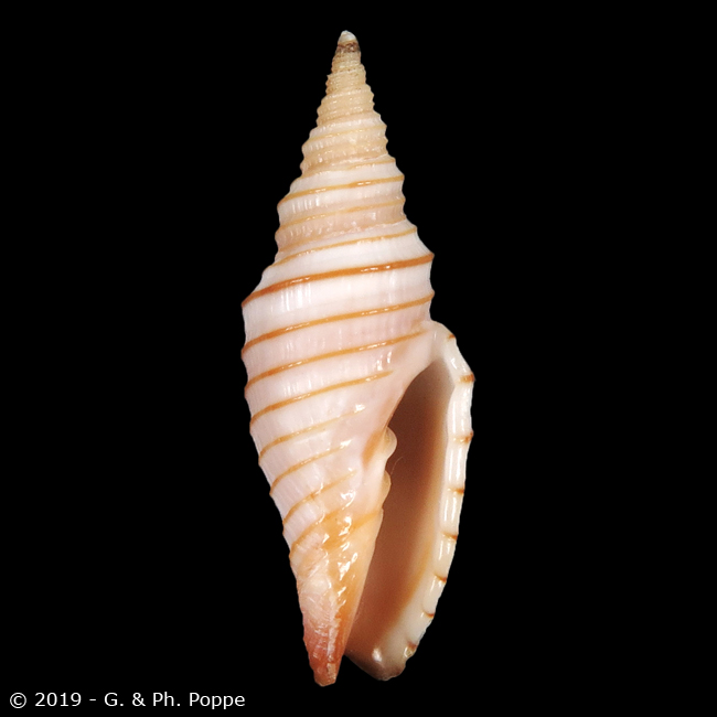 Subcancilla calodinota