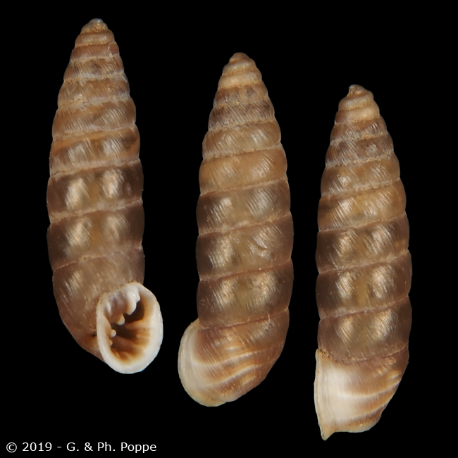 Abida secale tuxensis