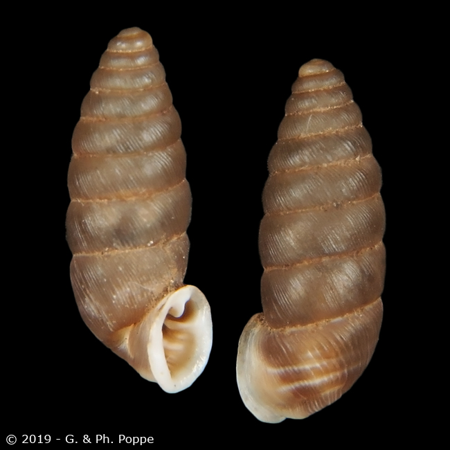 Abida secale brauniopsis