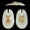 To Conchology (Emarginella sibogae)